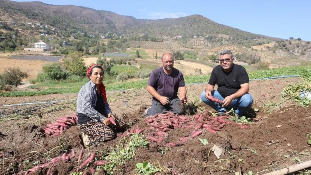 Hatay’da Tatlı Patatesin Şifa Dolu Yolculuğu Başladı! 2